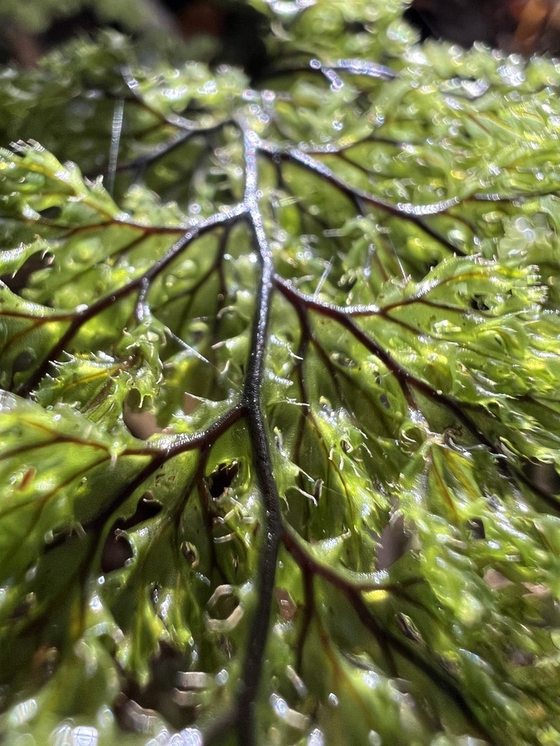Hymenophyllum tortuosum photo 5