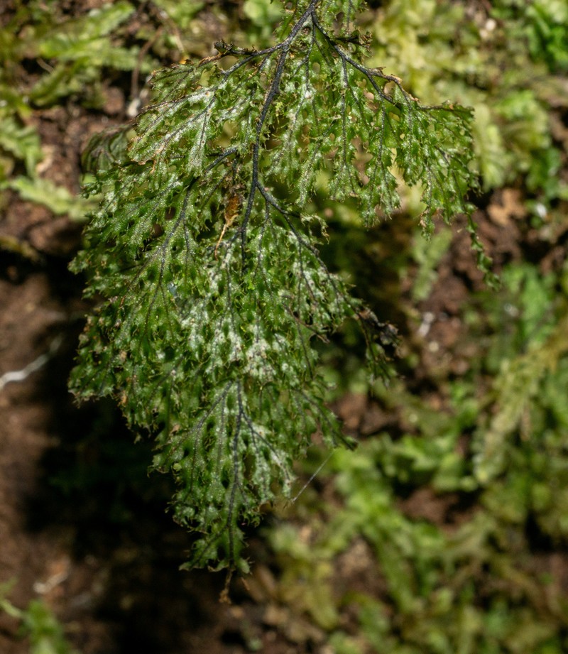Hymenophyllum tortuosum photo 6