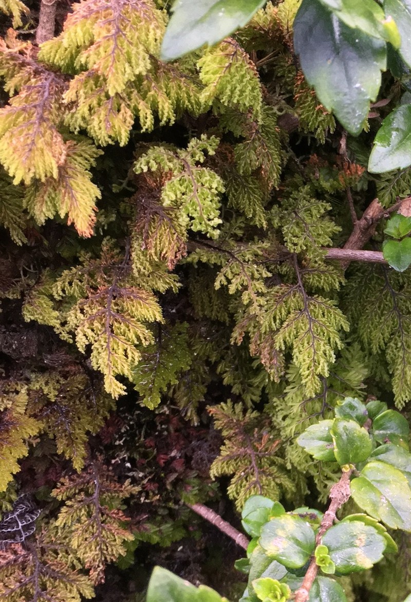 Hymenophyllum tortuosum photo 7