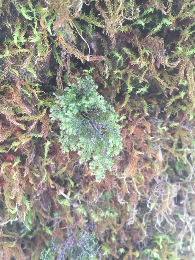 Hymenophyllum tortuosum photo 8