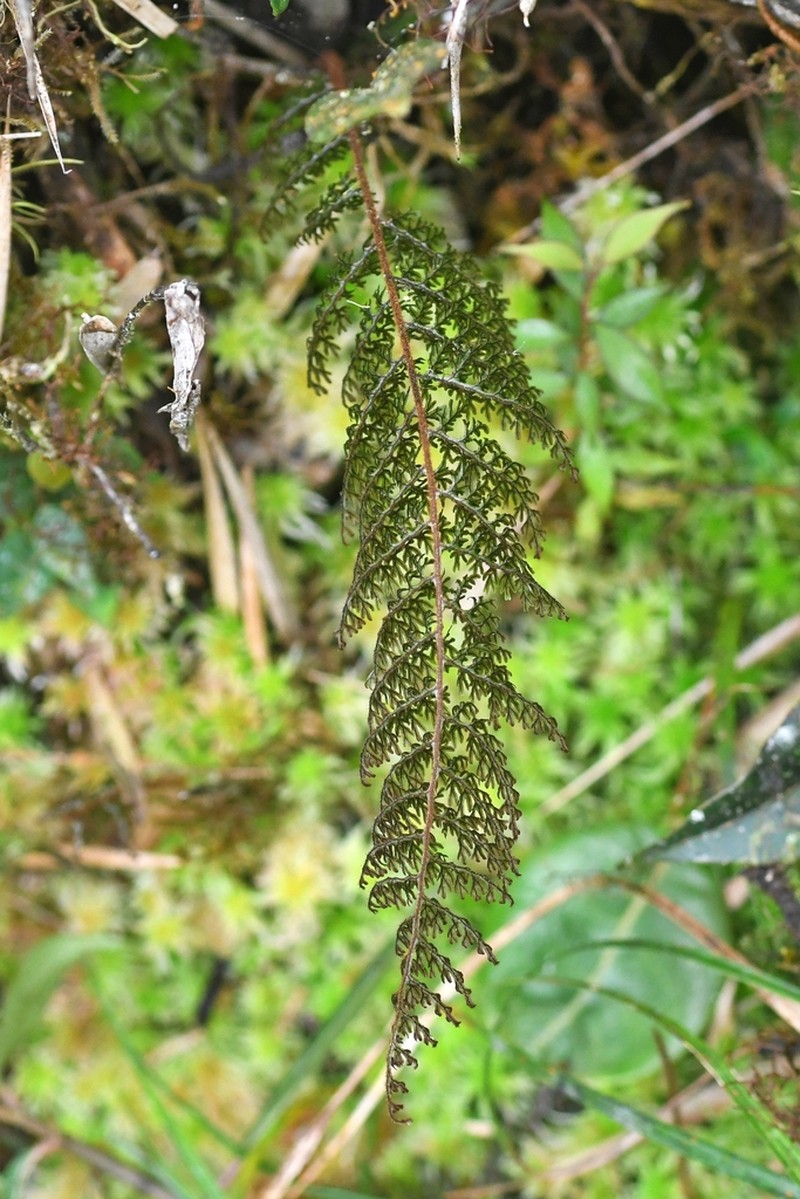 Hymenophyllum trapezoidale