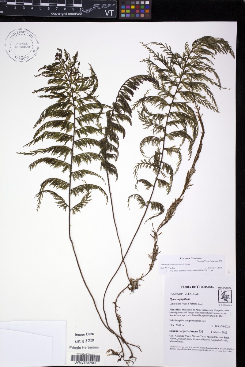 Hymenophyllum trapezoidale photo 2