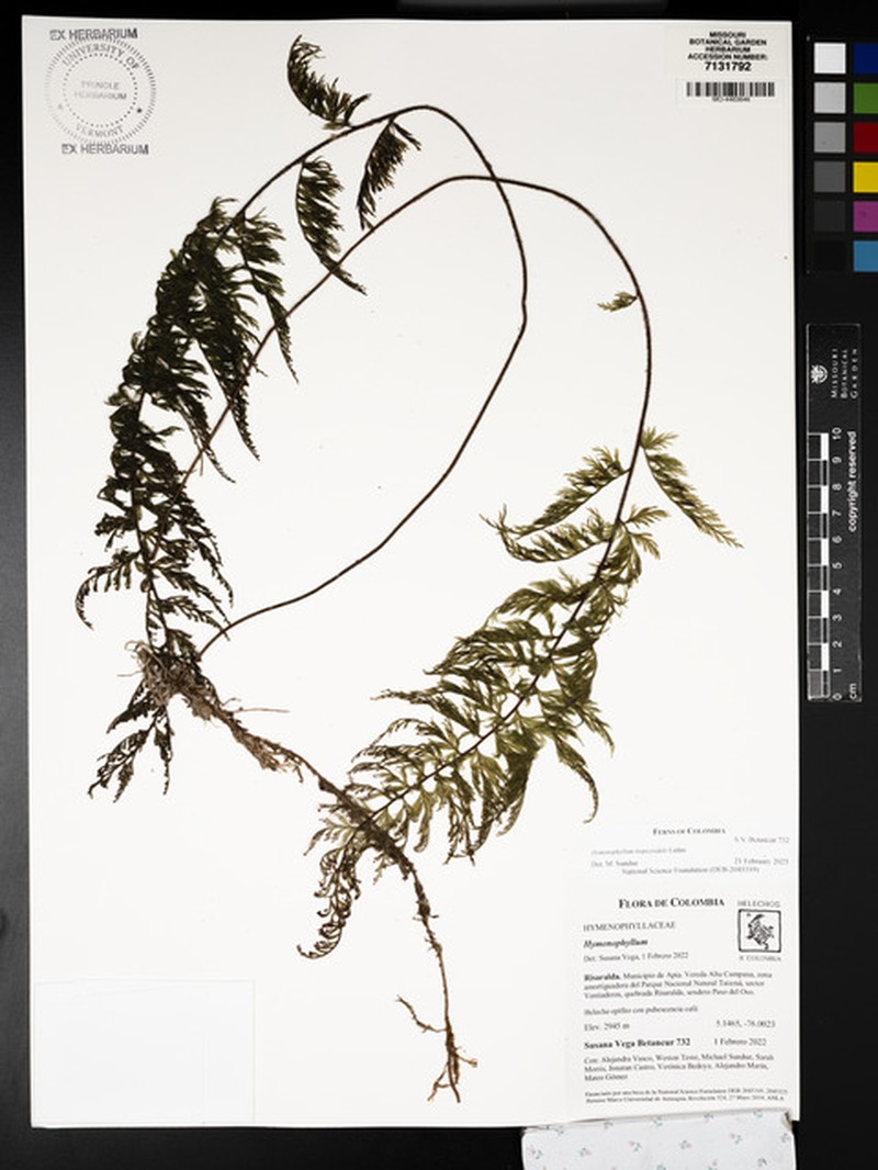 Hymenophyllum trapezoidale photo 3
