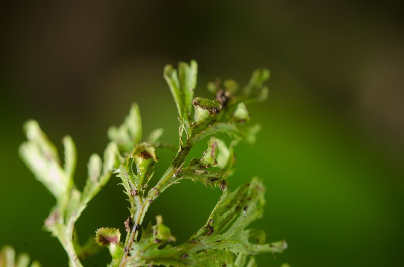 Hymenophyllum triangulare