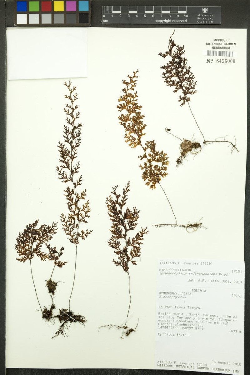 Hymenophyllum trichomanoides photo 2