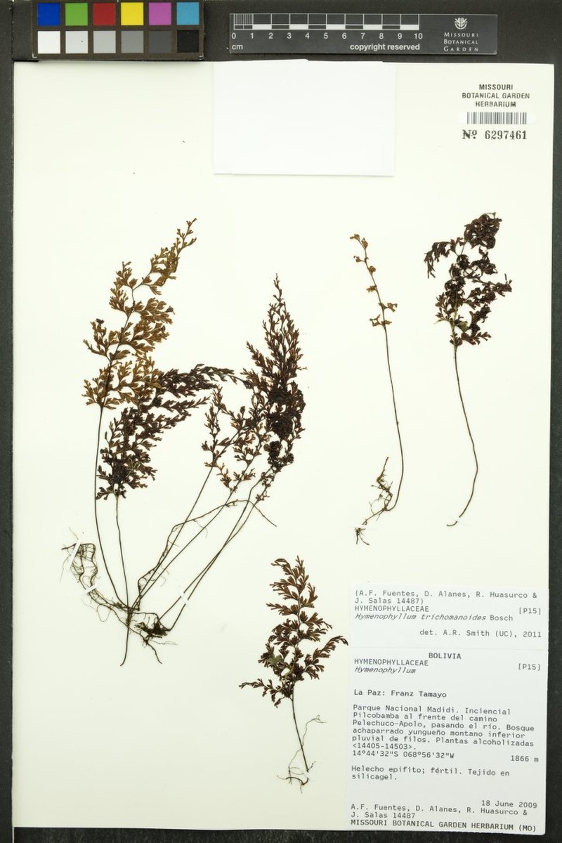 Hymenophyllum trichomanoides photo 3