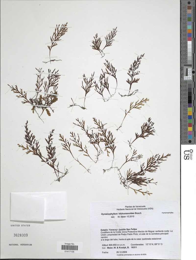 Hymenophyllum trichomanoides photo 4
