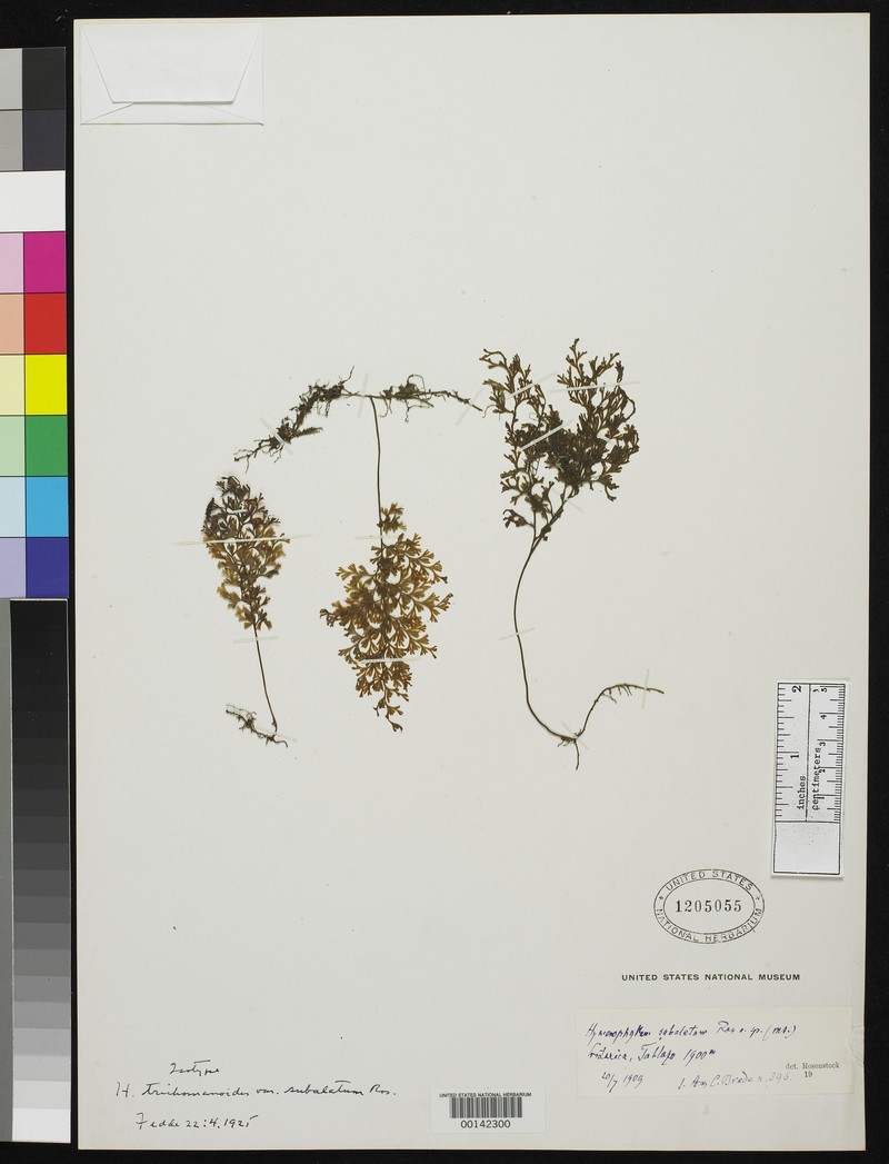 Hymenophyllum trichomanoides