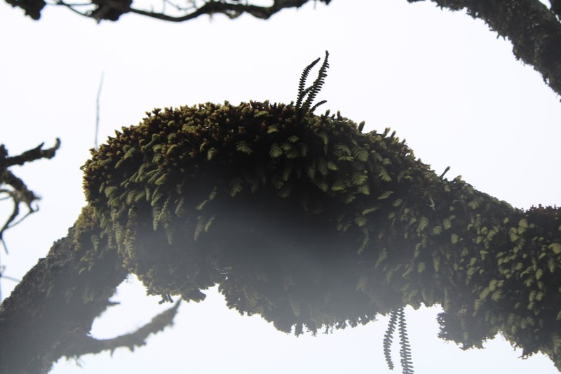 Hymenophyllum trichophorum