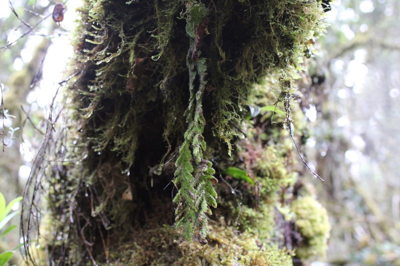 Hymenophyllum trichophorum photo 2
