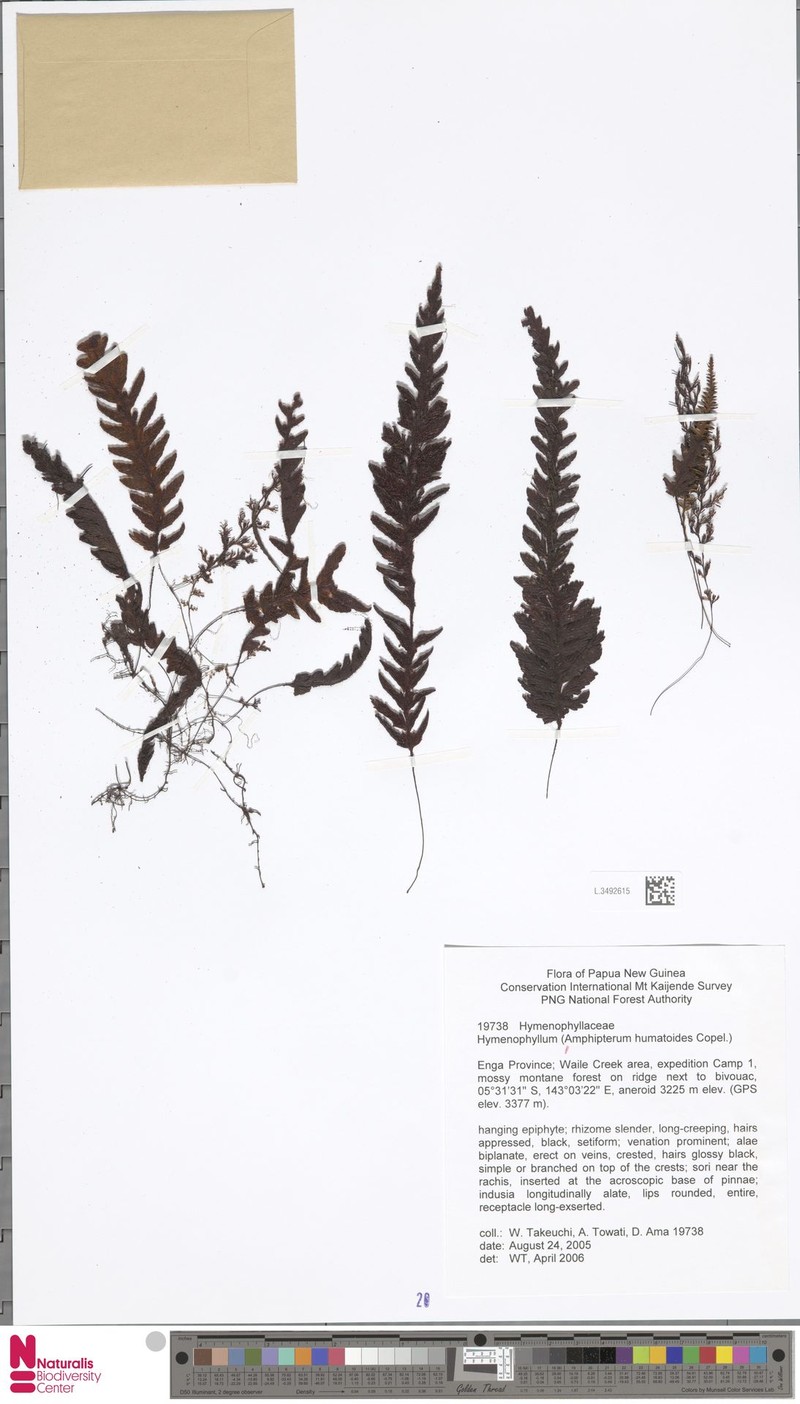 Hymenophyllum trichophorum photo 3