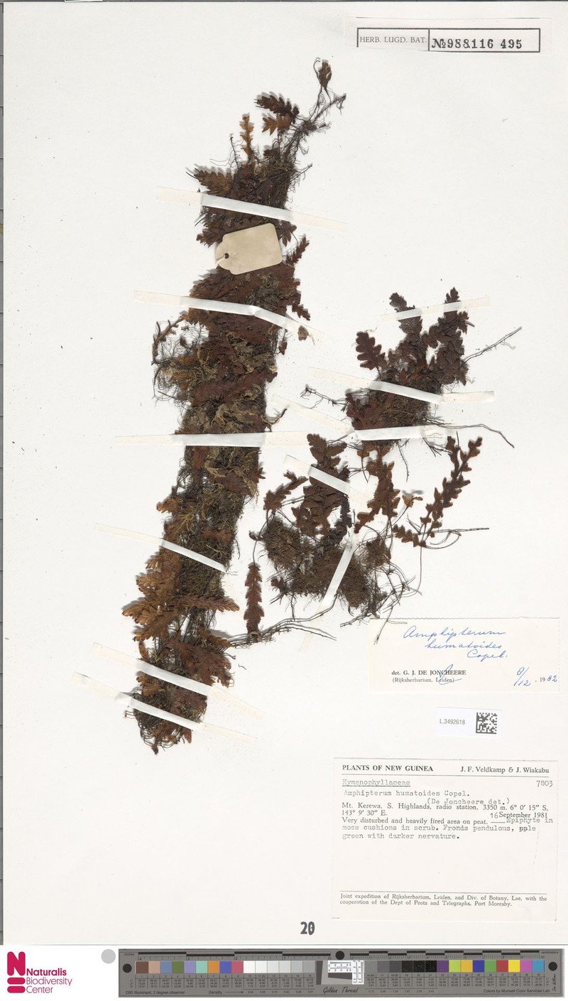 Hymenophyllum trichophorum photo 4