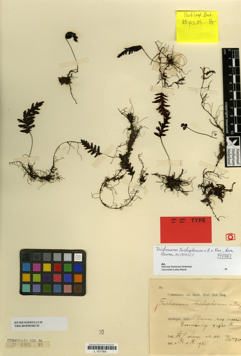 Hymenophyllum trichophorum photo 5