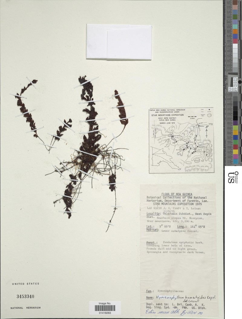 Hymenophyllum trichophorum photo 6