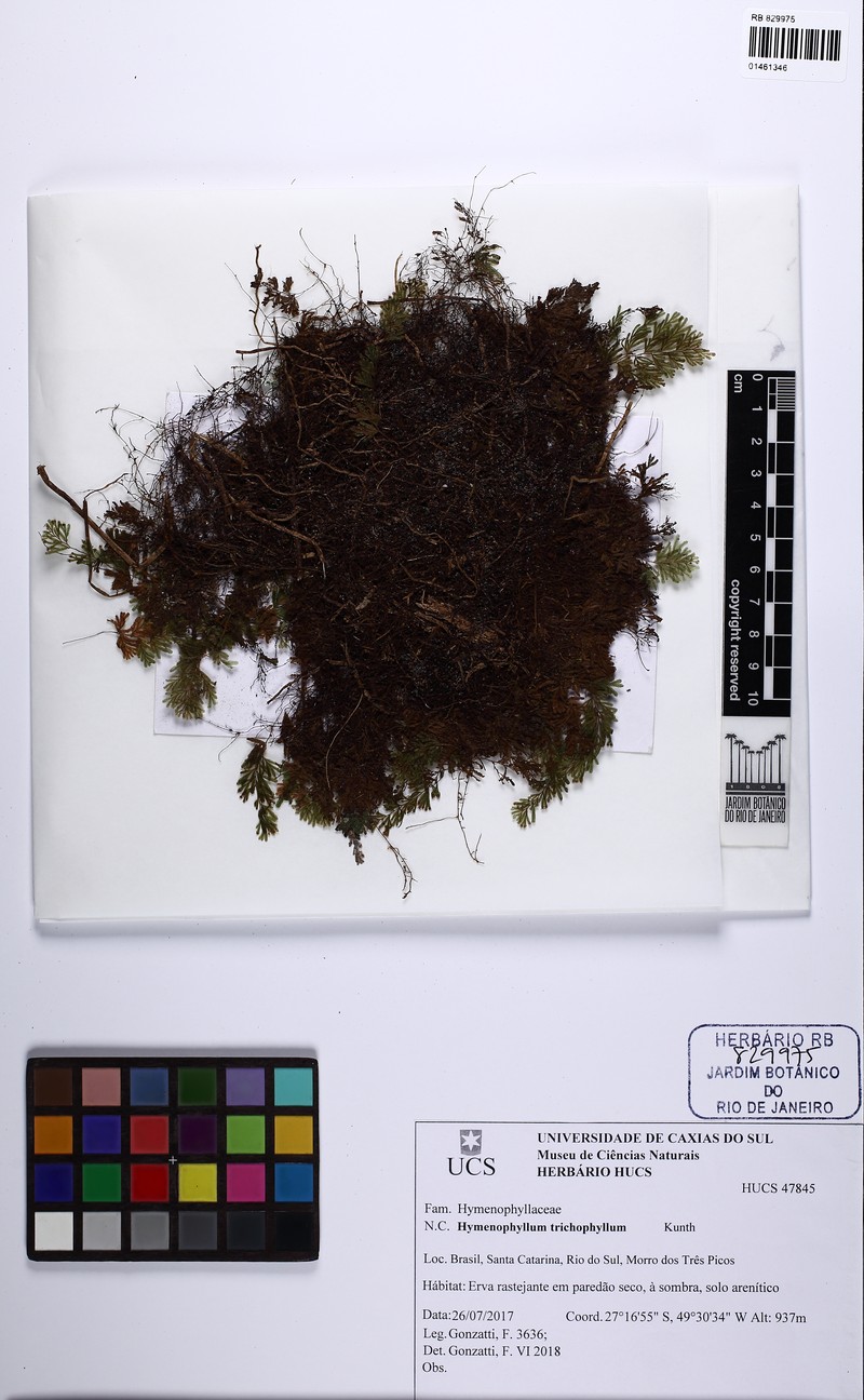Hymenophyllum trichophyllum