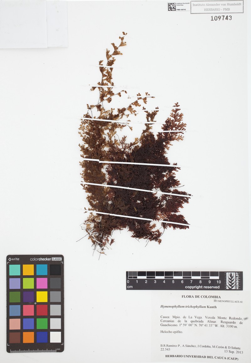 Hymenophyllum trichophyllum photo 2