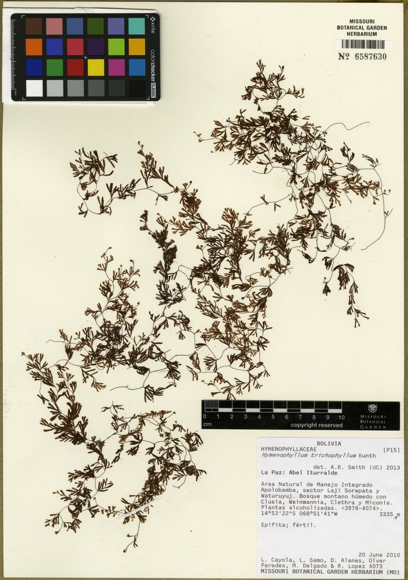 Hymenophyllum trichophyllum photo 3