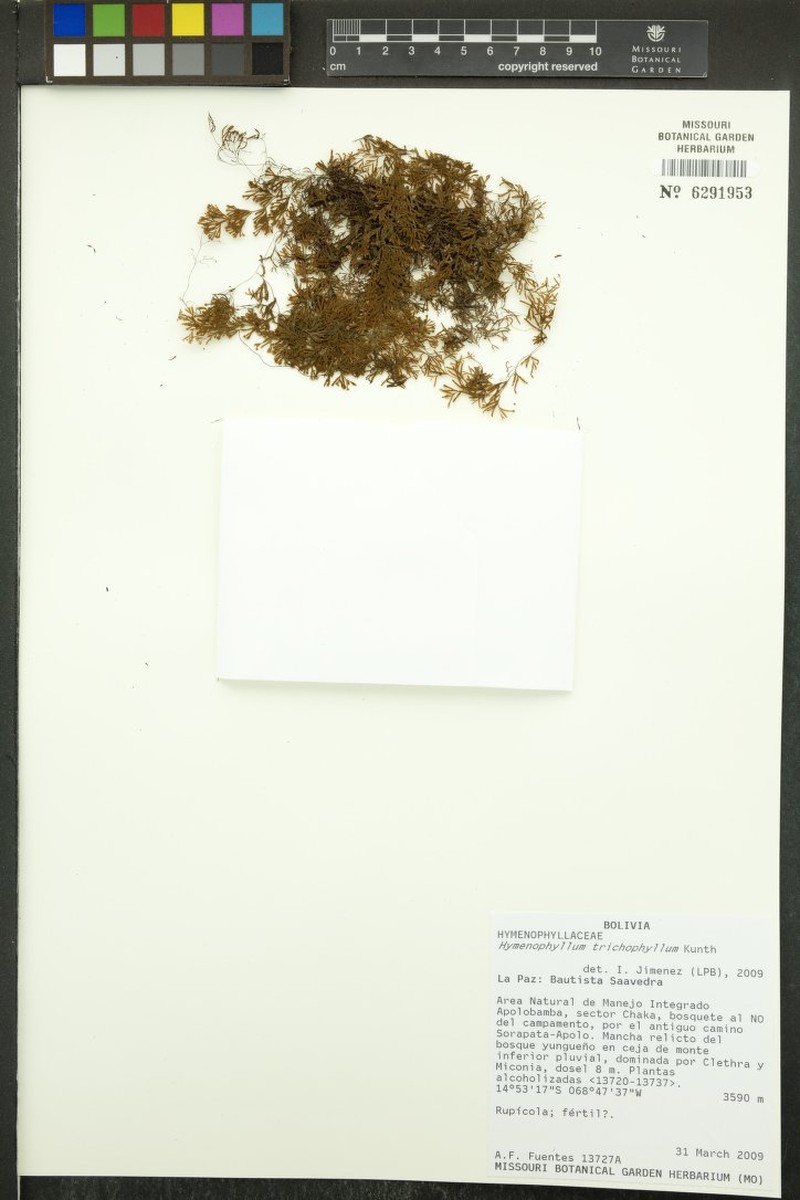 Hymenophyllum trichophyllum photo 4