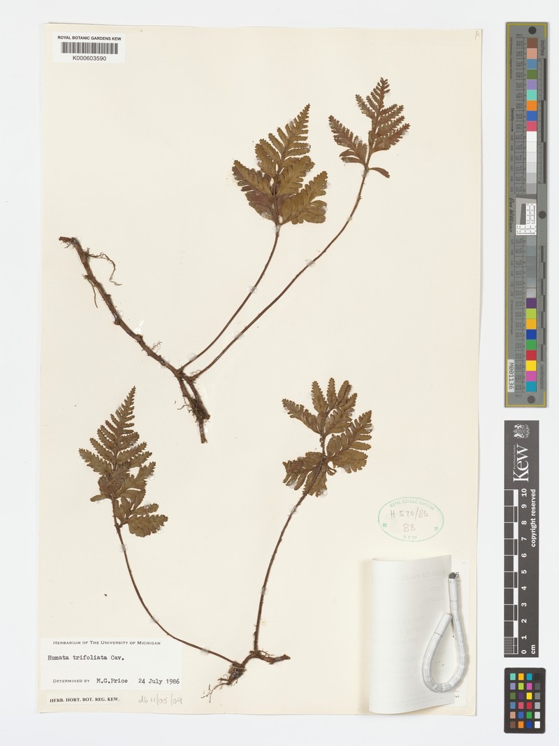 Hymenophyllum trifoliatum