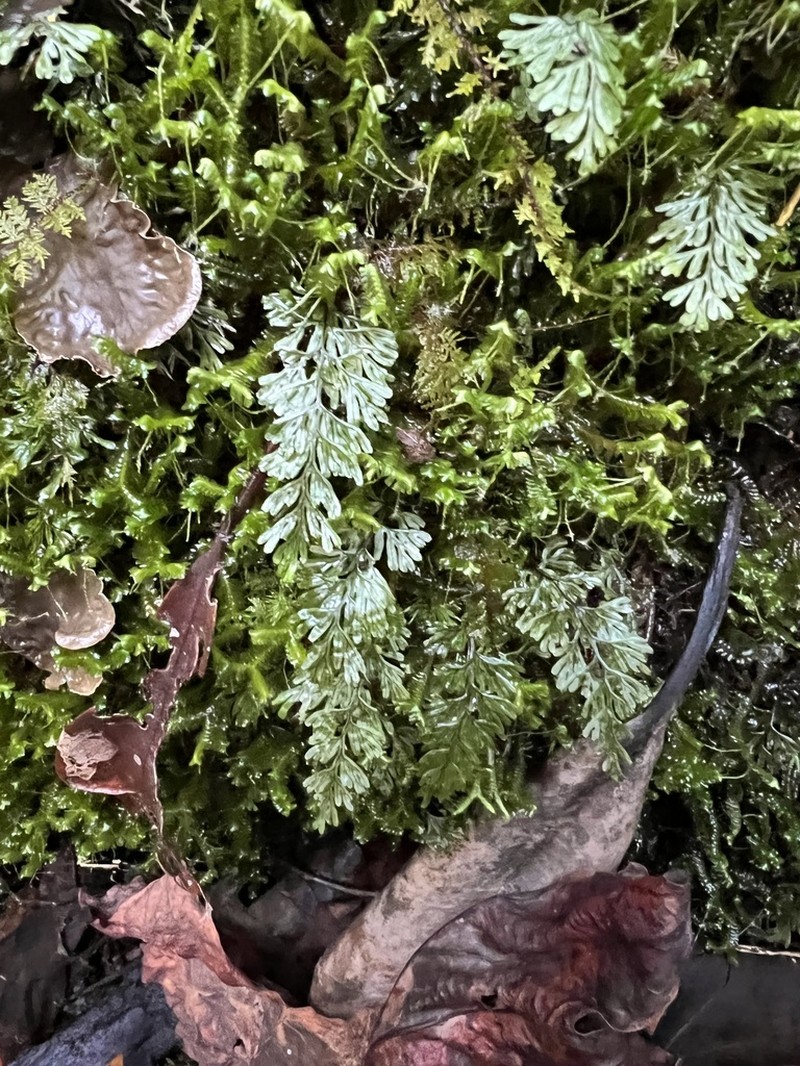 Tunbridge Filmy Fern