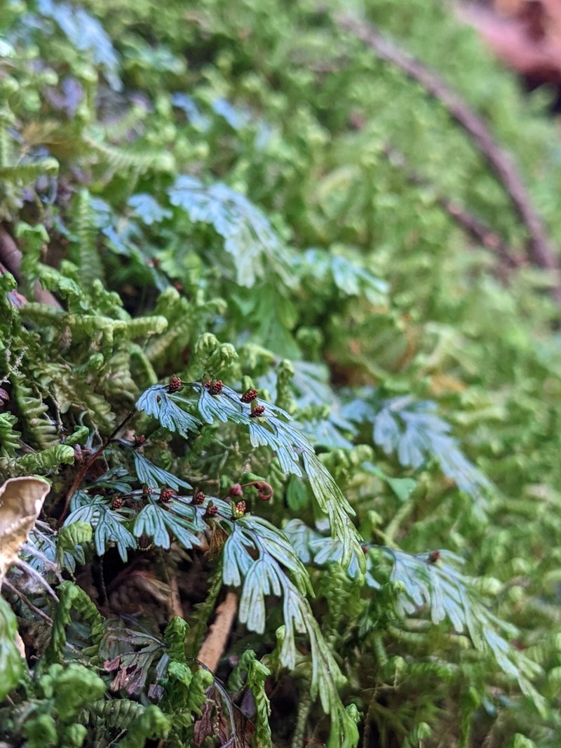 Tunbridge Filmy Fern photo 2