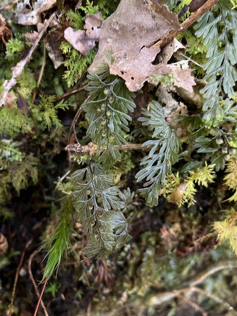 Tunbridge Filmy Fern photo 3