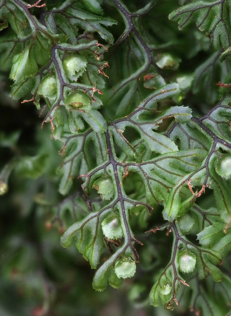 Tunbridge Filmy Fern photo 4