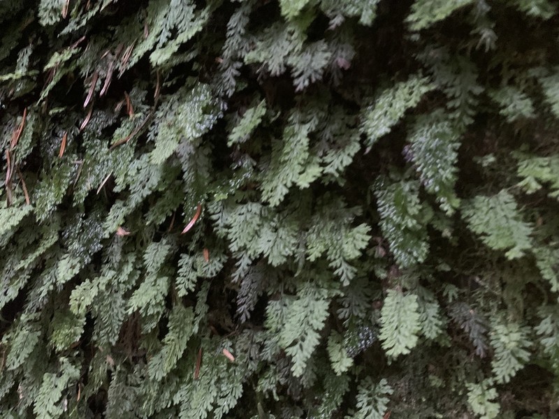 Tunbridge Filmy Fern photo 5