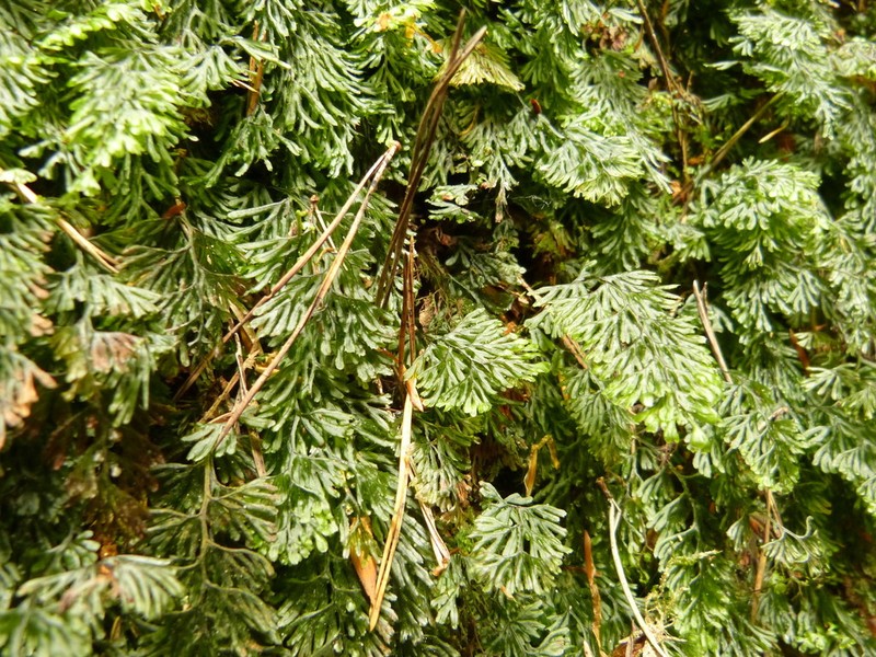 Tunbridge Filmy Fern photo 6