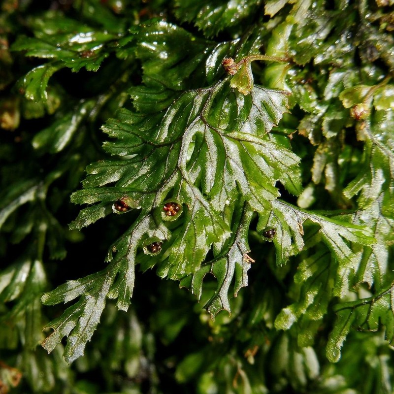 Tunbridge Filmy Fern photo 7