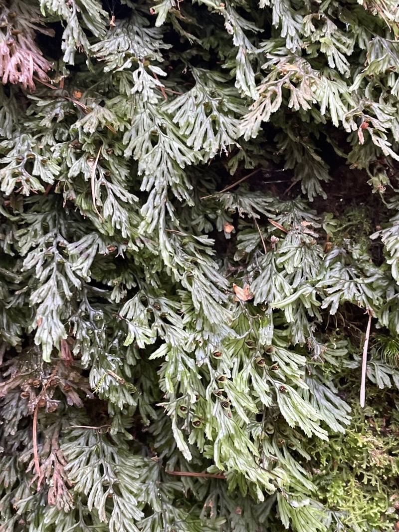 Tunbridge Filmy Fern photo 8