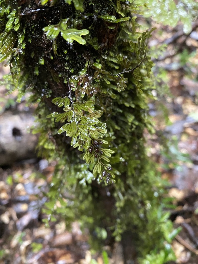 Hymenophyllum umbratile