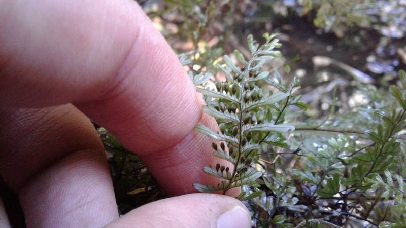 Hymenophyllum umbratile photo 2