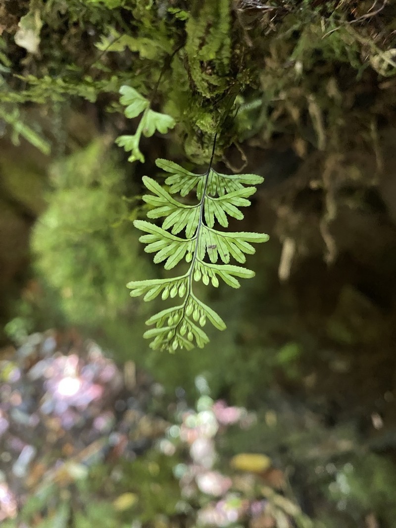 Hymenophyllum umbratile photo 3