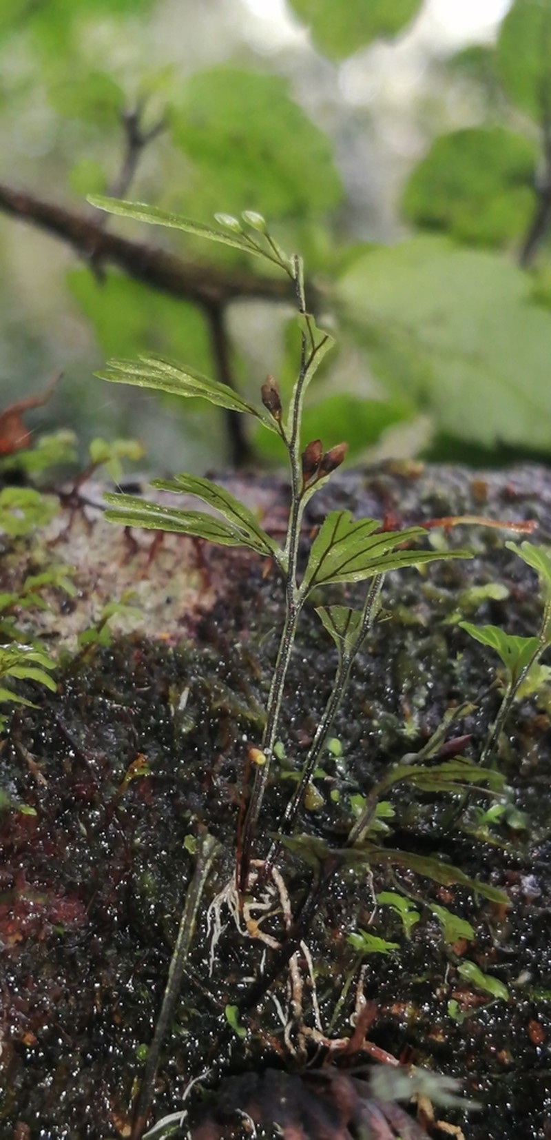 Hymenophyllum umbratile photo 4