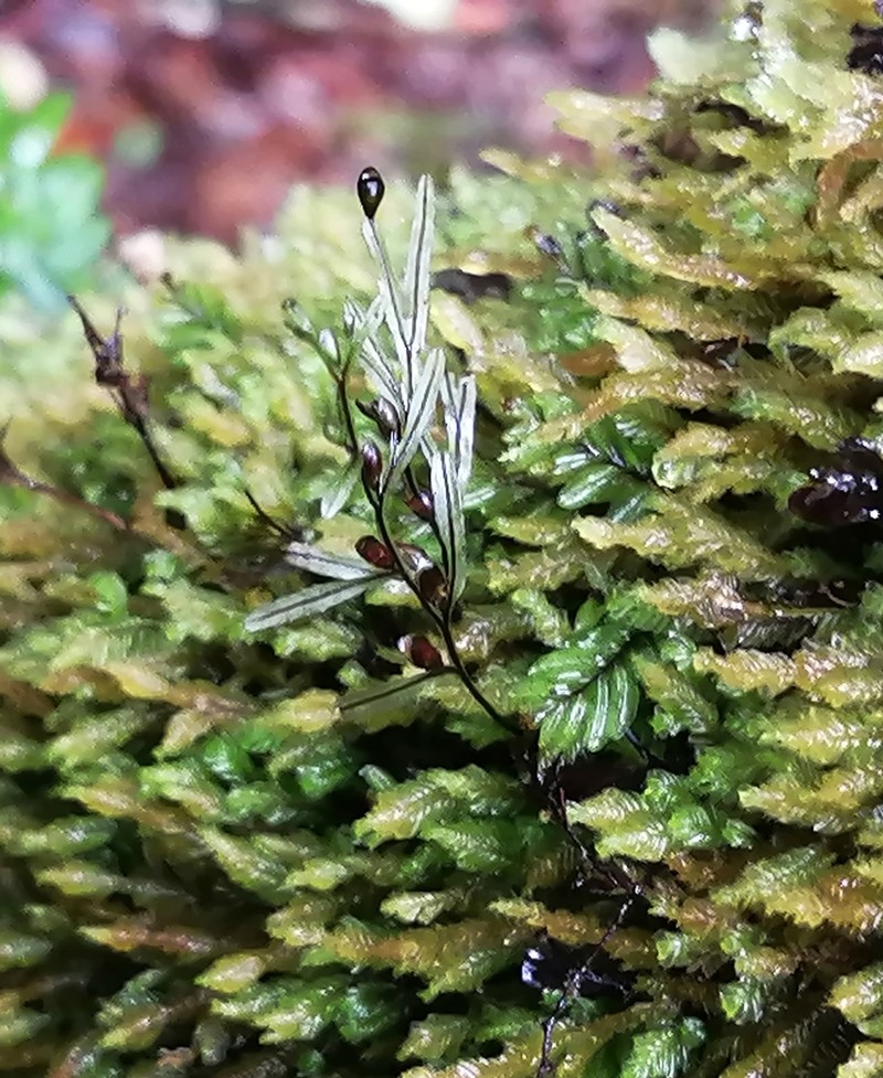 Hymenophyllum umbratile photo 5