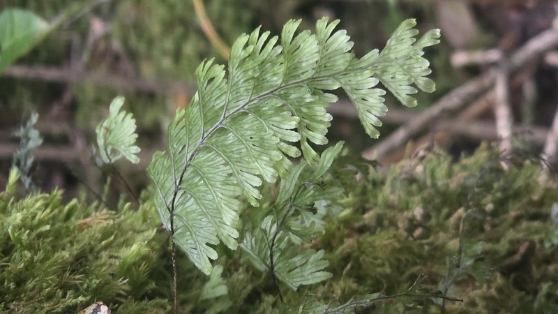 Hymenophyllum umbratile photo 6