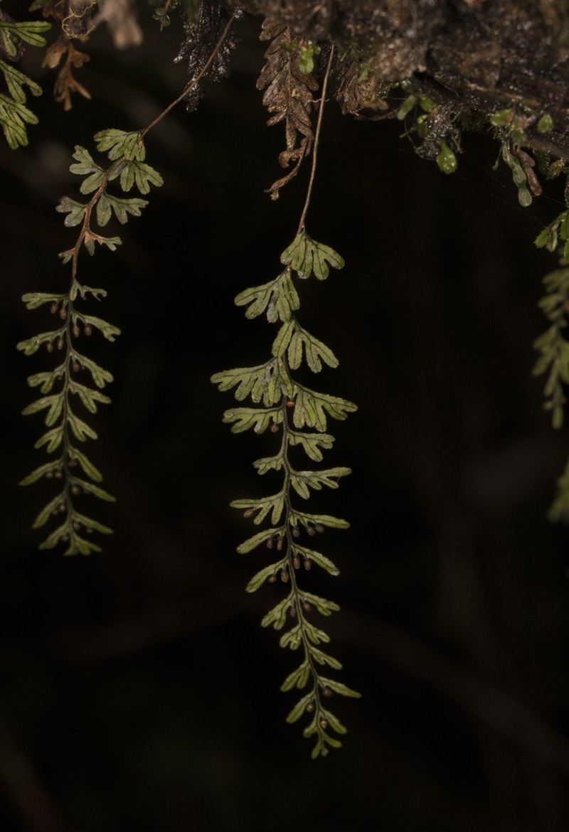 Hymenophyllum umbratile photo 7