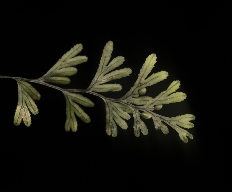Hymenophyllum umbratile photo 8