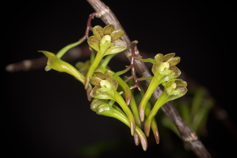 Wavy Filmy Fern photo 5
