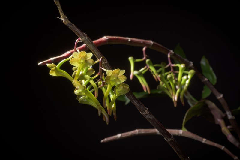 Wavy Filmy Fern photo 6