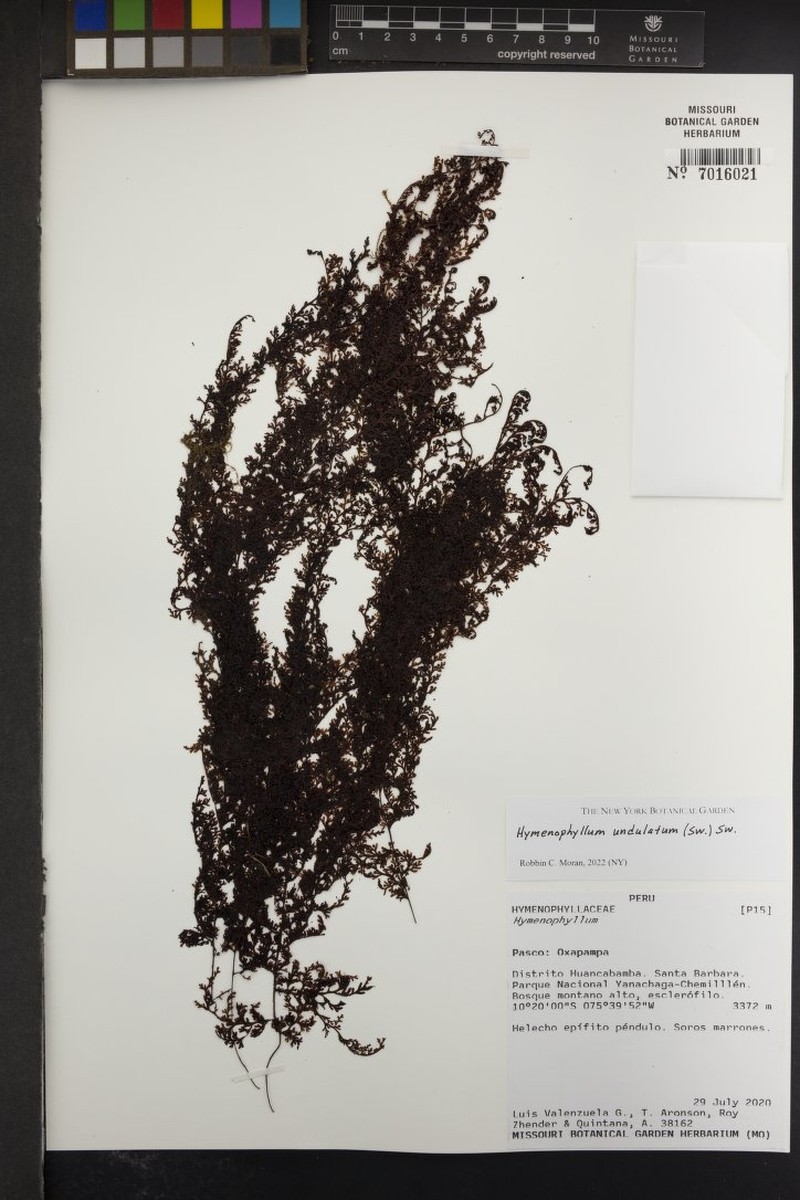 Wavy Filmy Fern