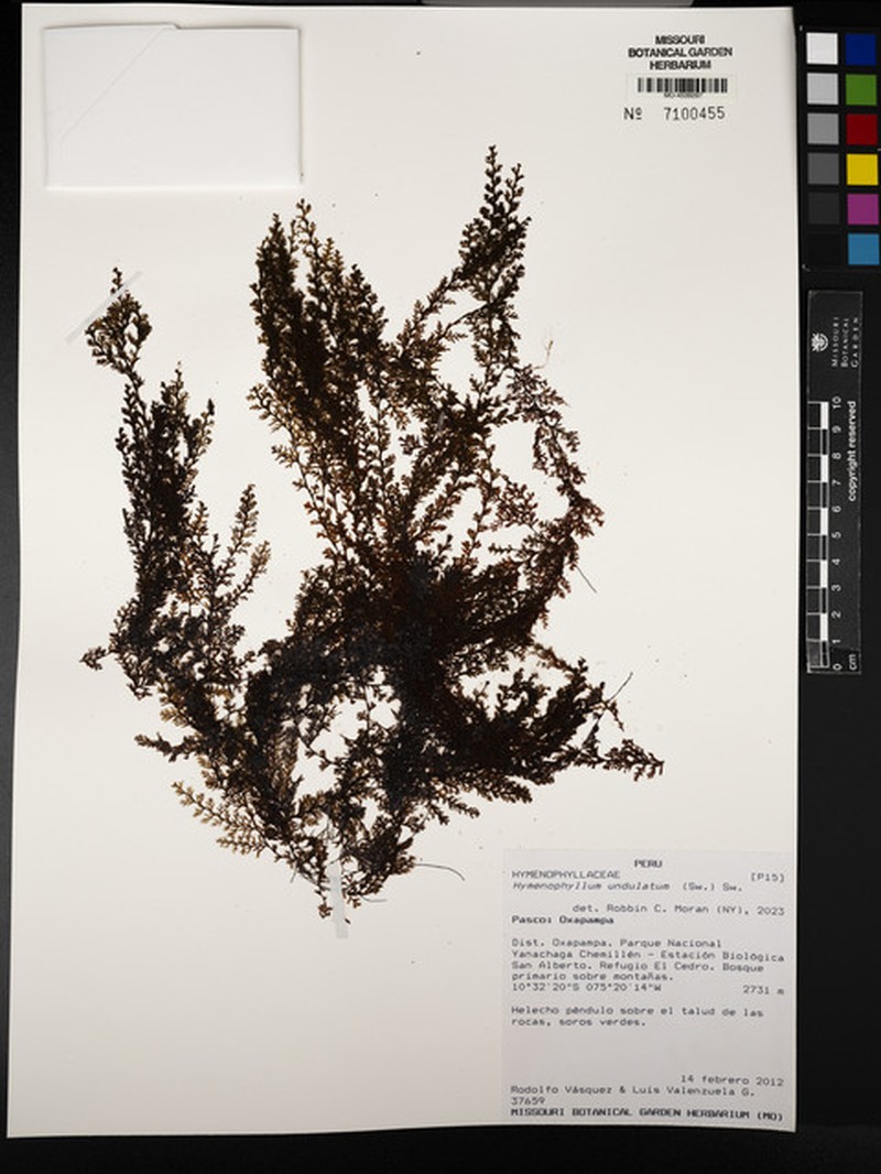 Wavy Filmy Fern photo 2