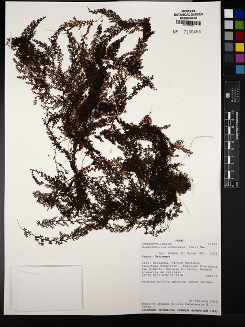Wavy Filmy Fern photo 3