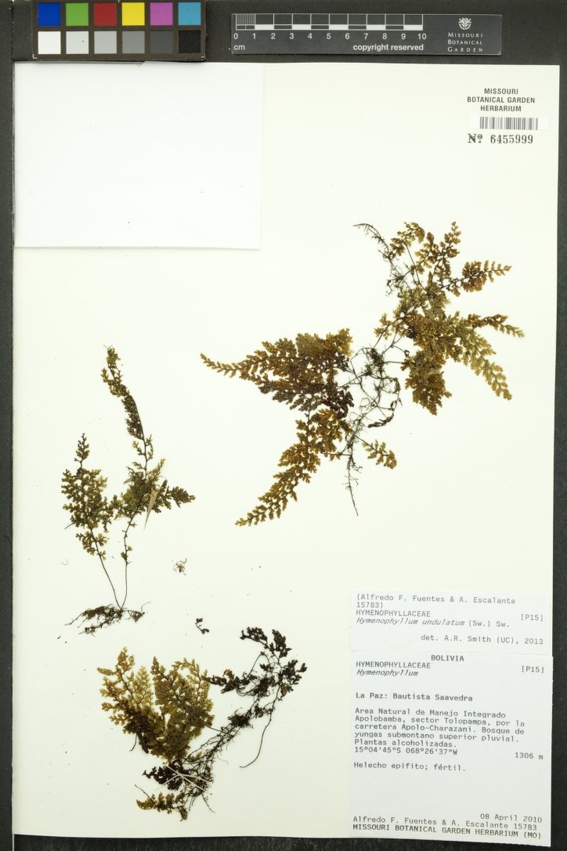 Wavy Filmy Fern photo 4