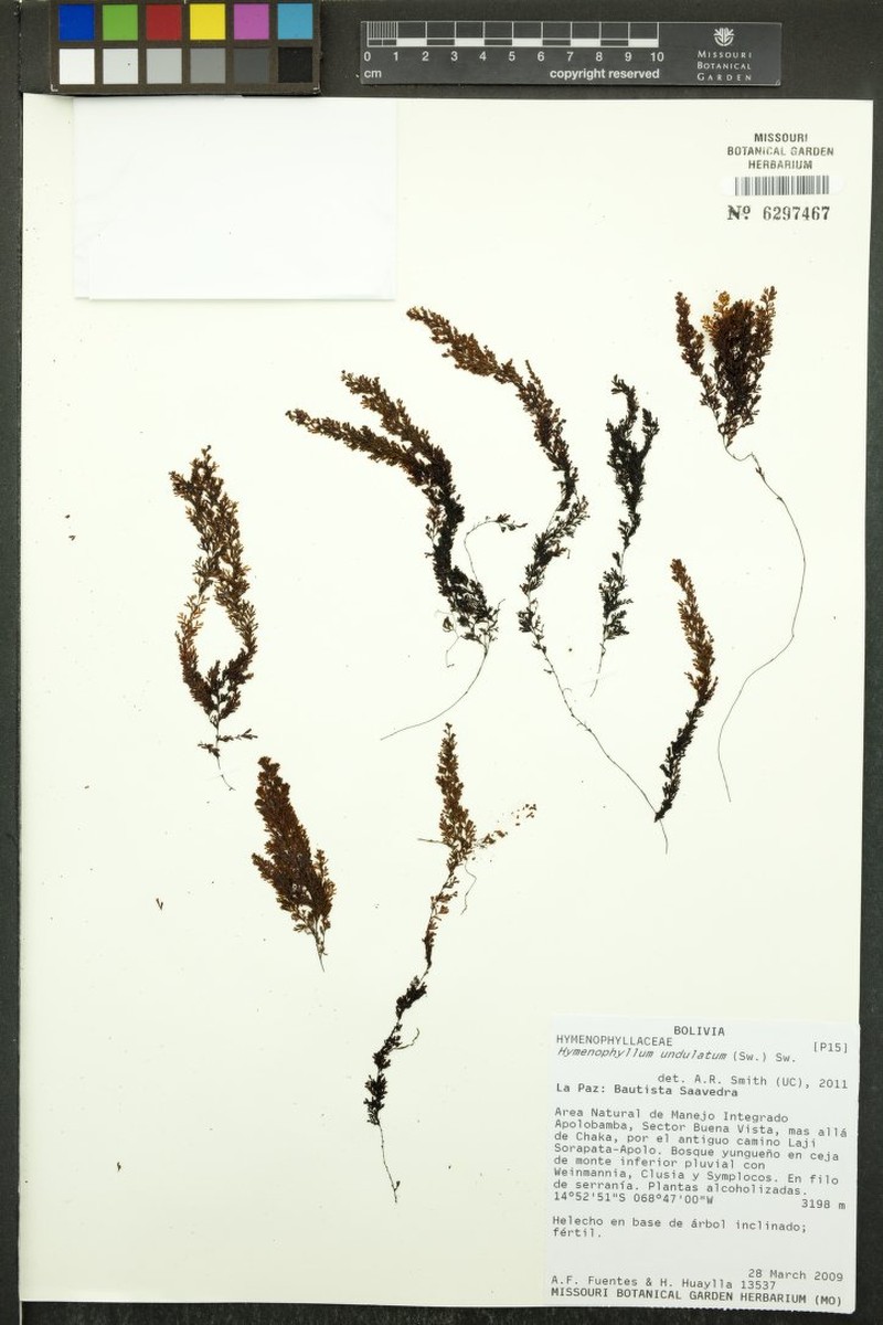 Wavy Filmy Fern photo 5