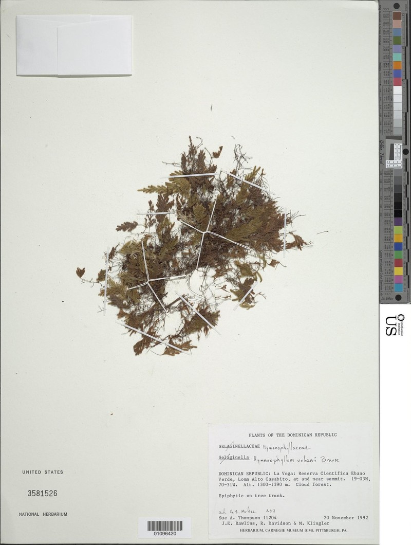 Hymenophyllum urbani