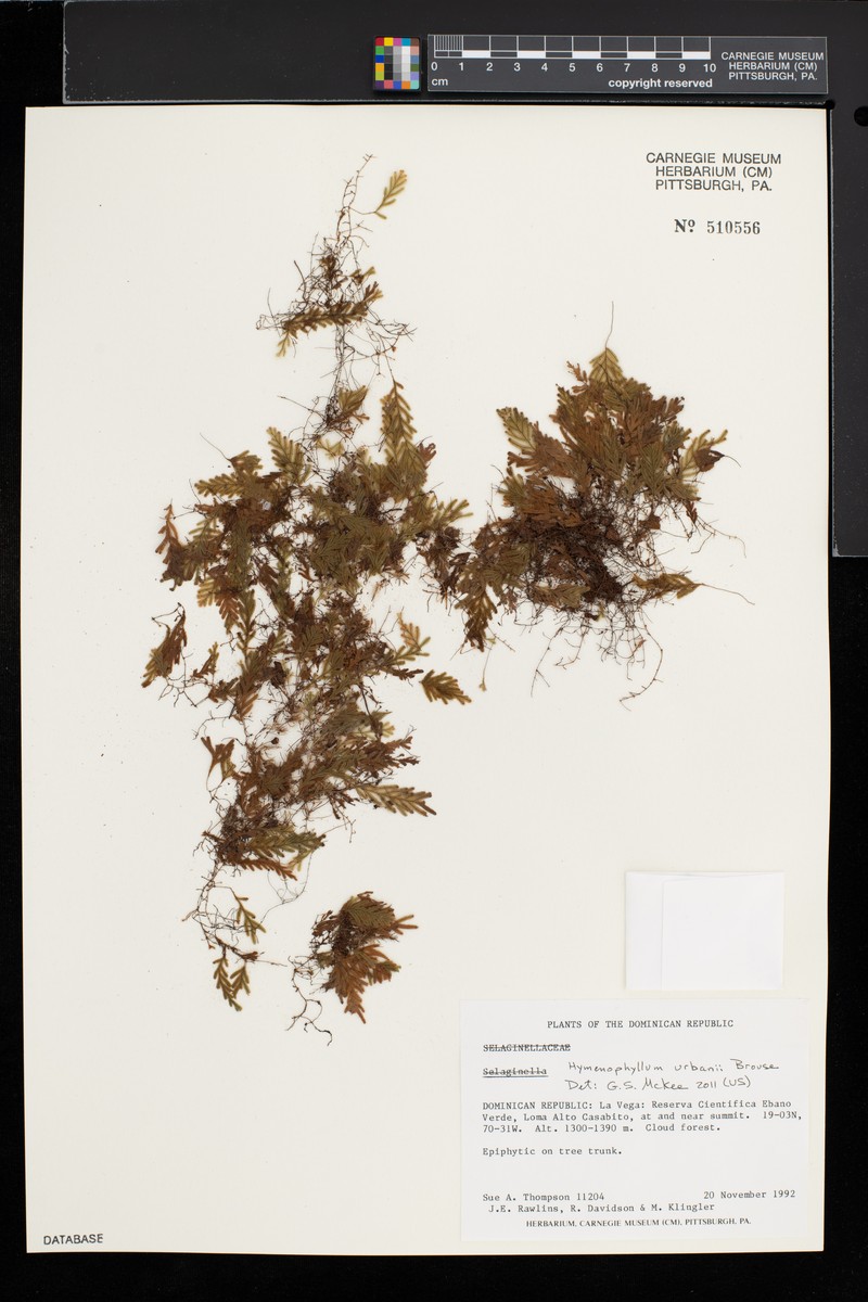 Hymenophyllum urbani photo 2
