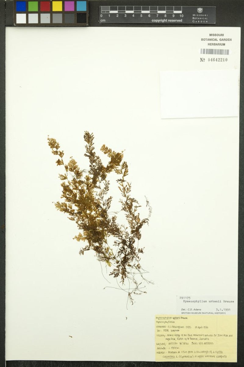 Hymenophyllum urbani photo 3