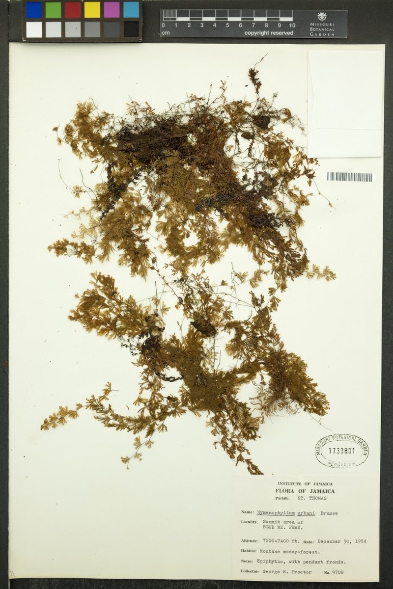 Hymenophyllum urbani photo 4